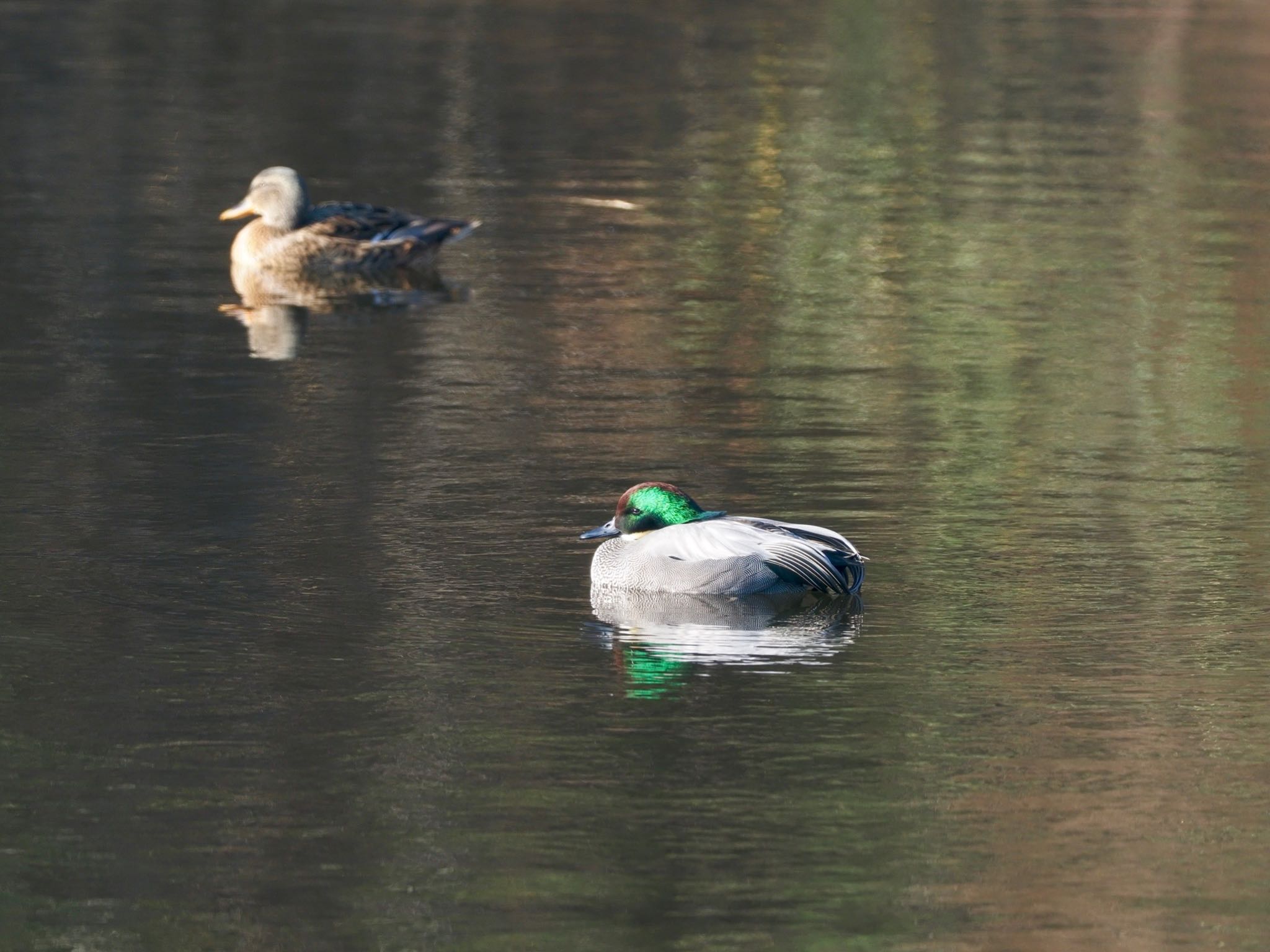 甲山森林公園 ヨシガモの写真