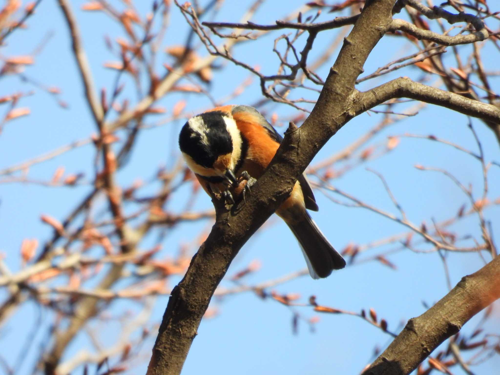 Varied Tit