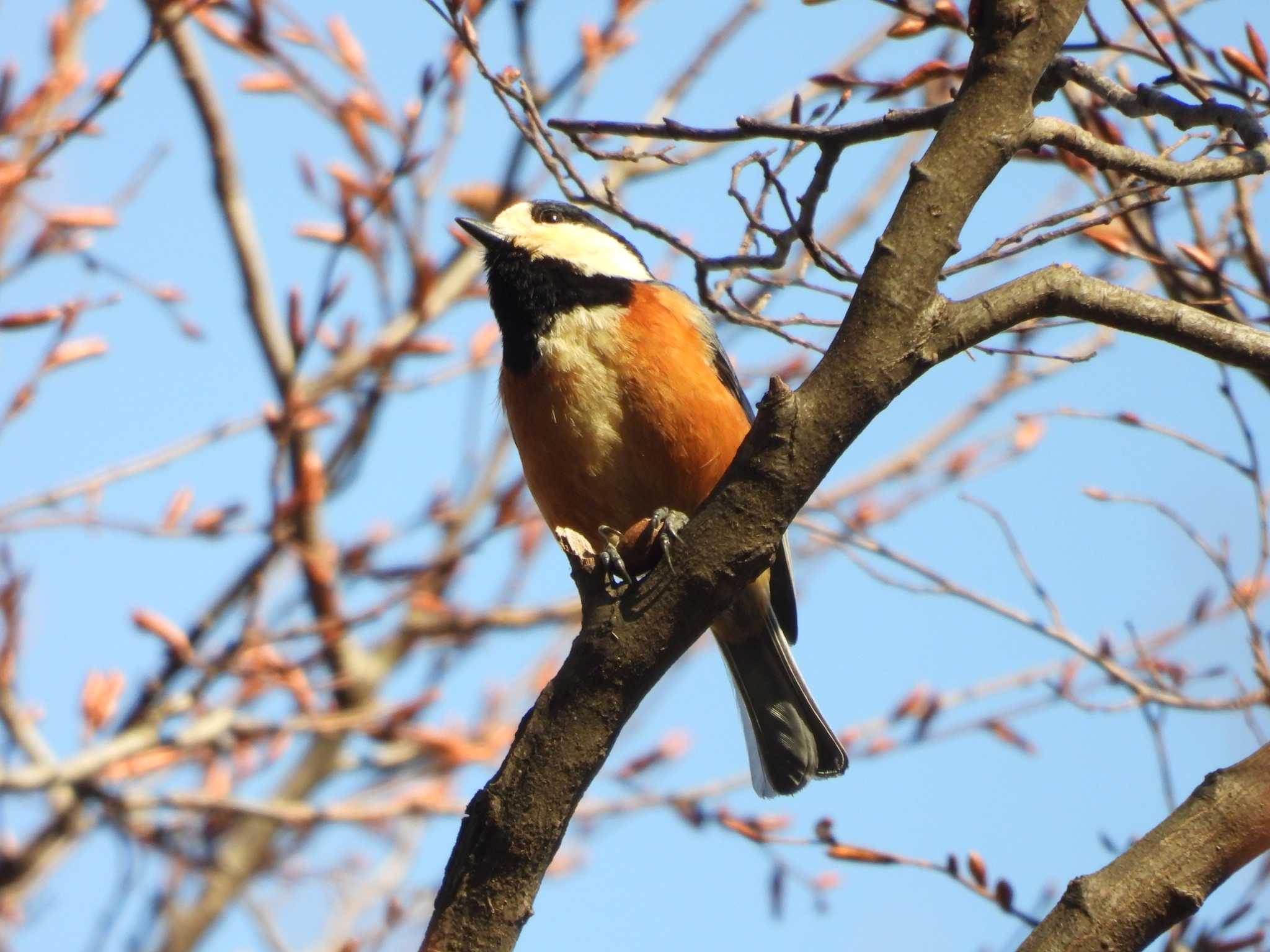 Varied Tit