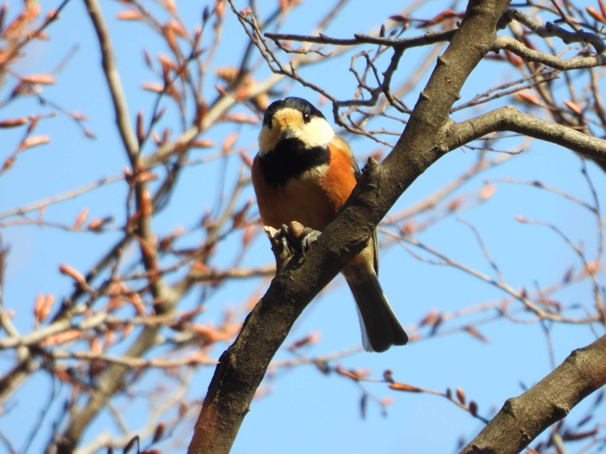 Varied Tit