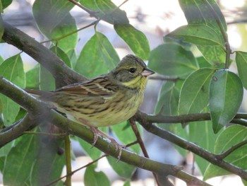 Masked Bunting 後楽園   Unknown Date