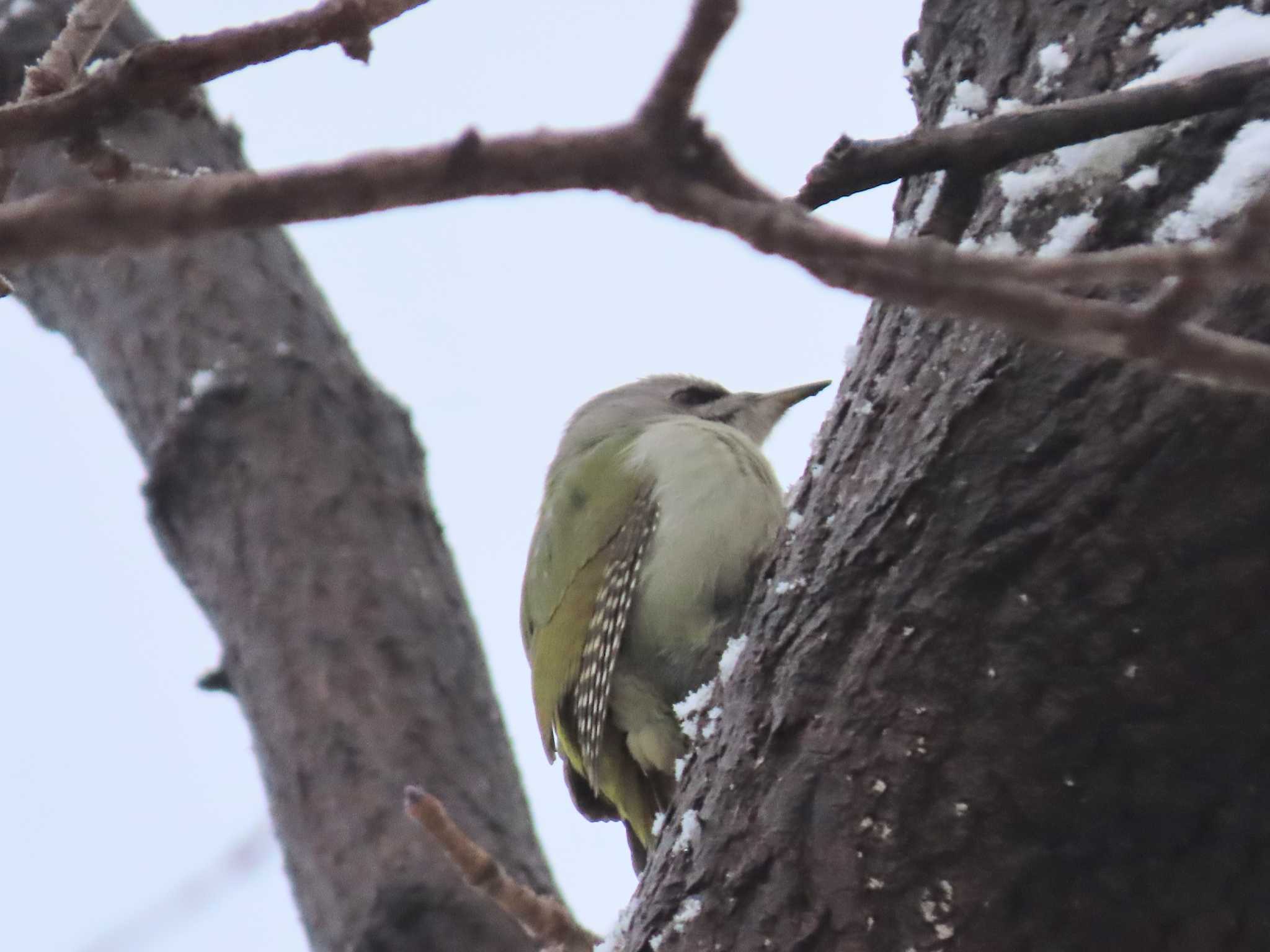 旭山記念公園 ヤマゲラの写真