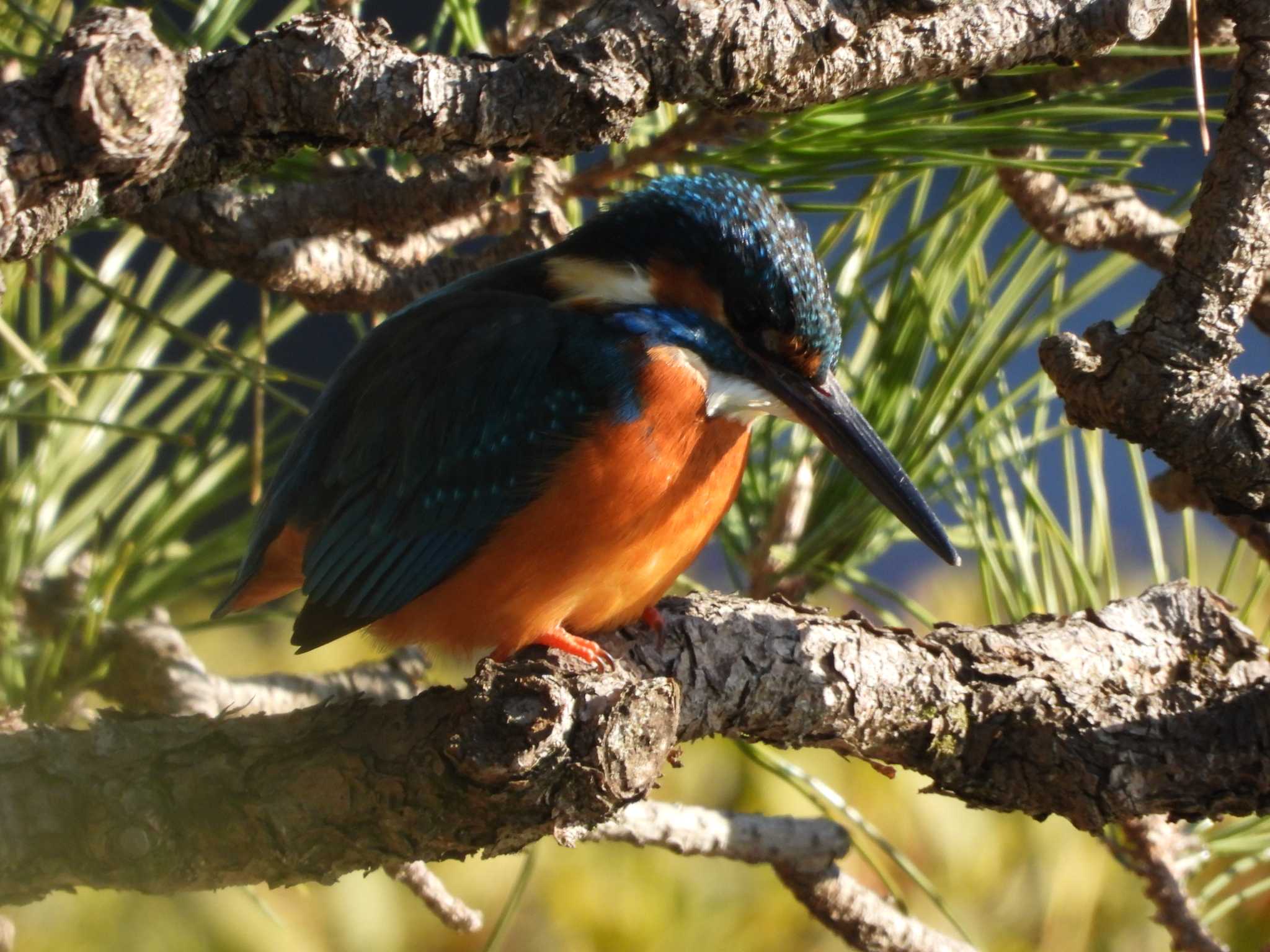 Common Kingfisher