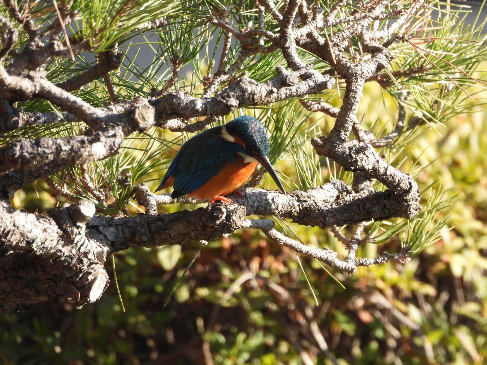 Common Kingfisher