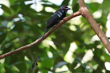 カザリオウチュウ シンガポール植物園 2021年2月6日(土)