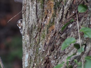 Japanese Pygmy Woodpecker 六甲山 Thu, 2/4/2021