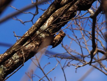 Japanese Pygmy Woodpecker 六甲山 Thu, 2/4/2021