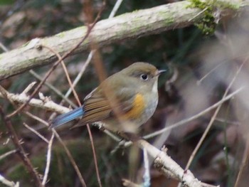 Red-flanked Bluetail 六甲山 Fri, 2/5/2021