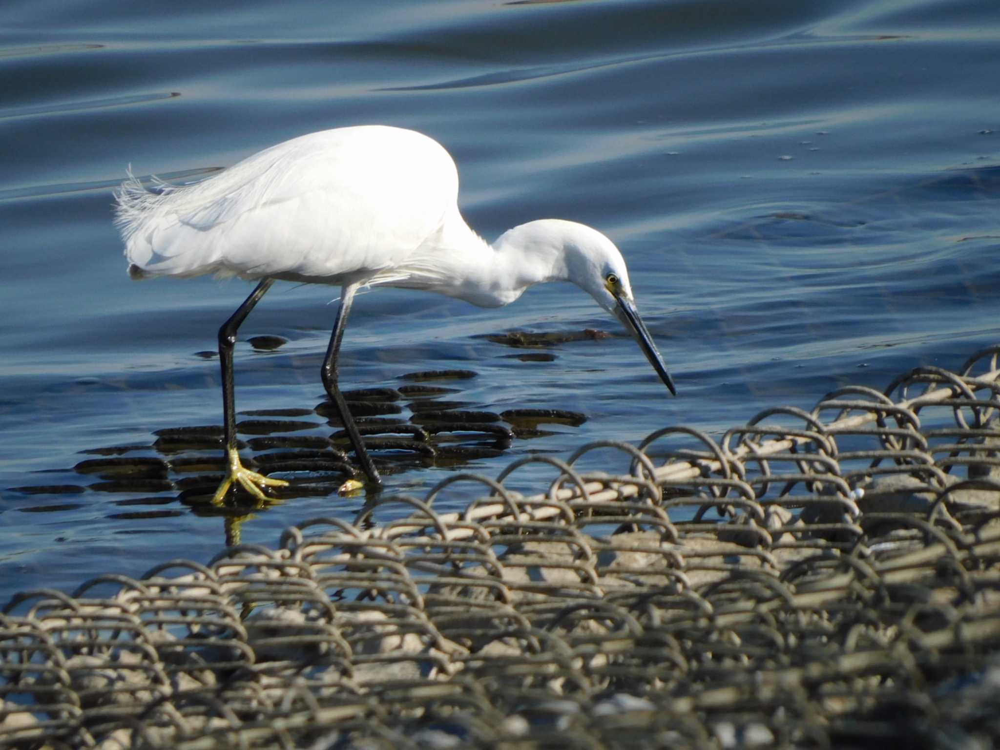 Little Egret