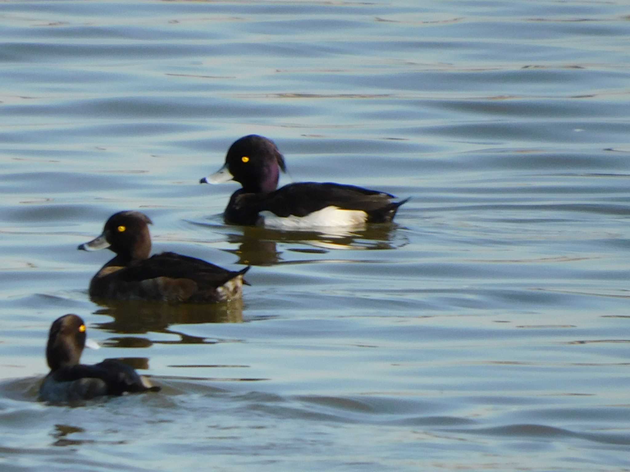 Tufted Duck