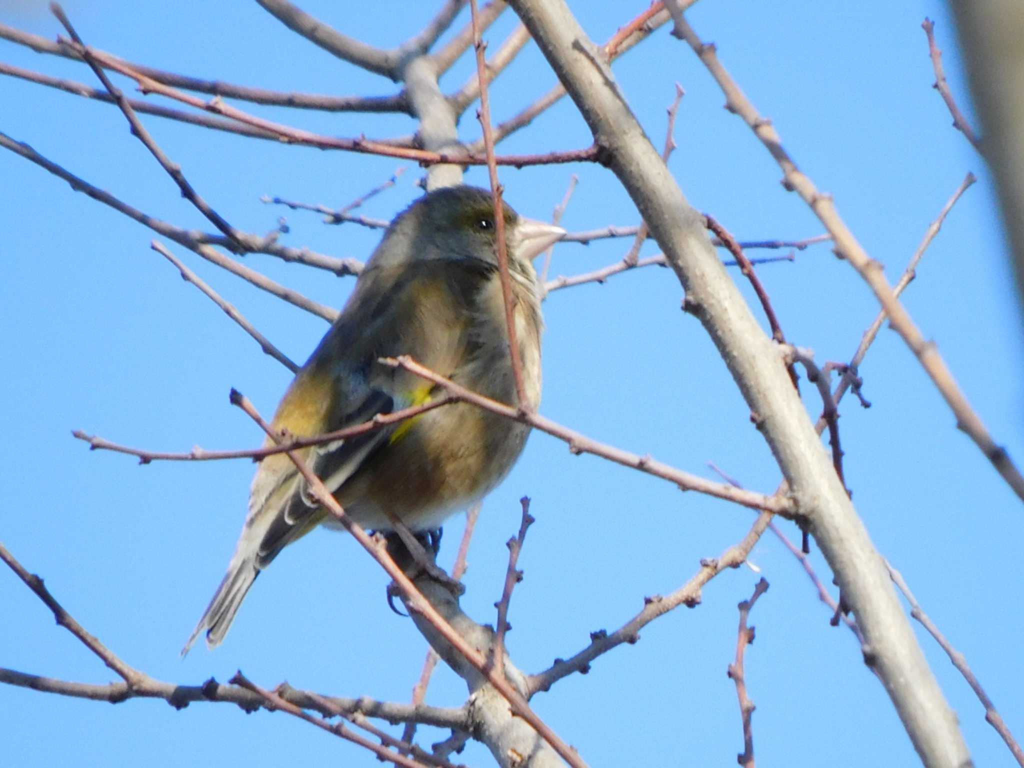 Grey-capped Greenfinch