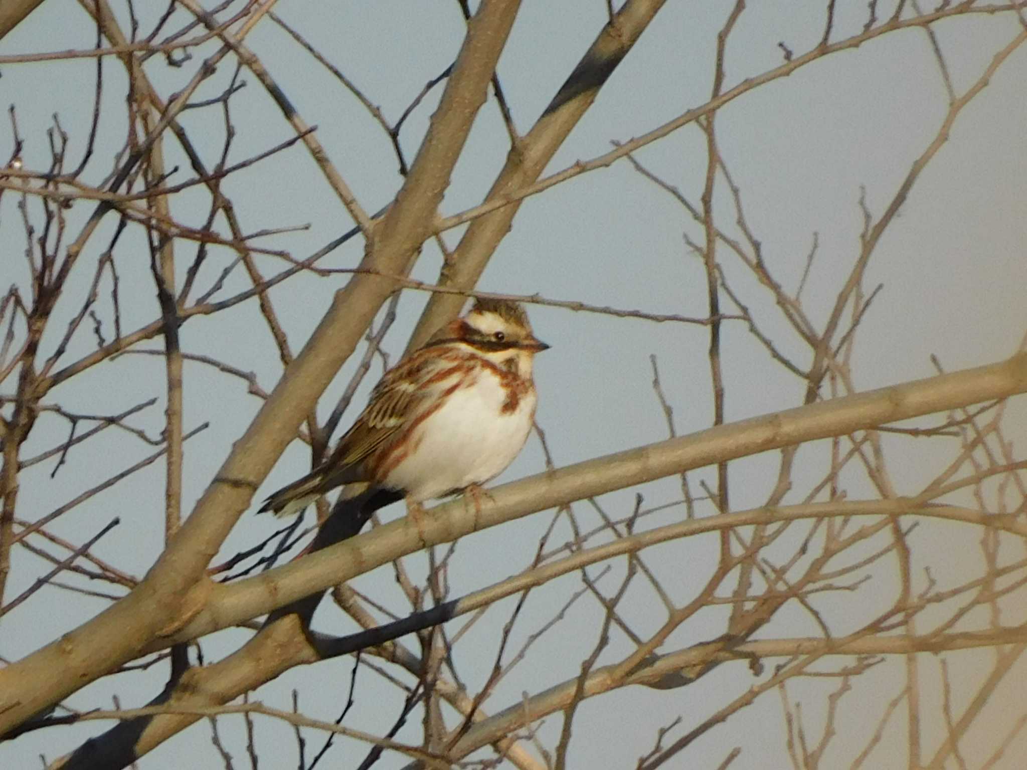 Rustic Bunting