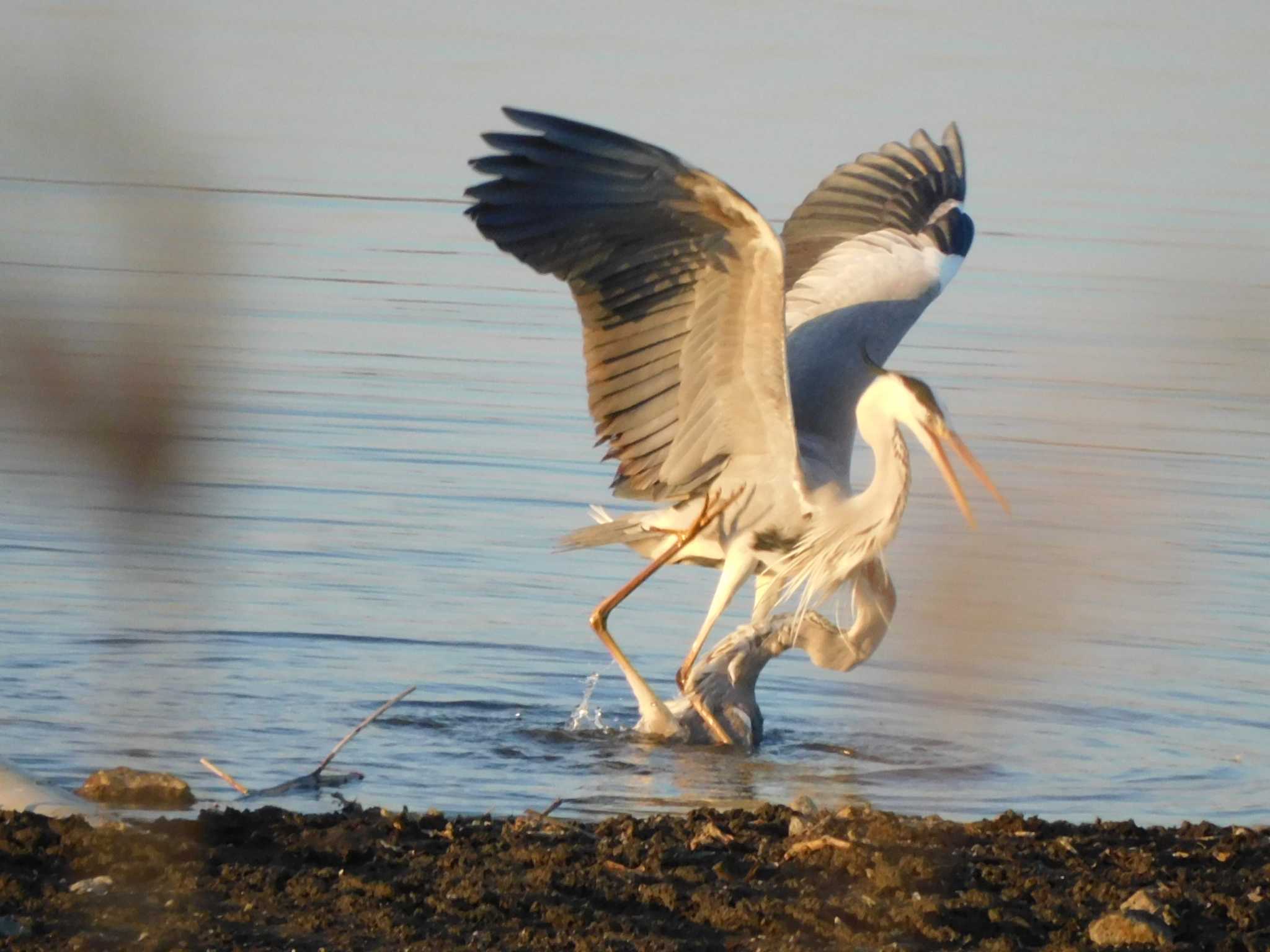 Grey Heron