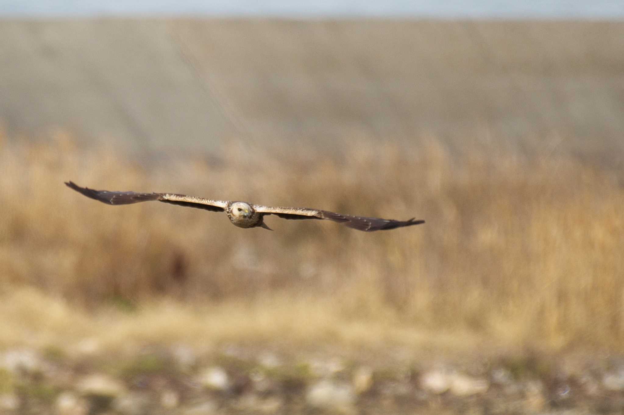  チュウヒの写真 by R/あーる