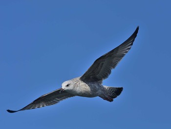 カモメ 銚子漁港 2021年2月6日(土)