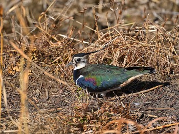 タゲリ 手賀沼 2021年1月16日(土)