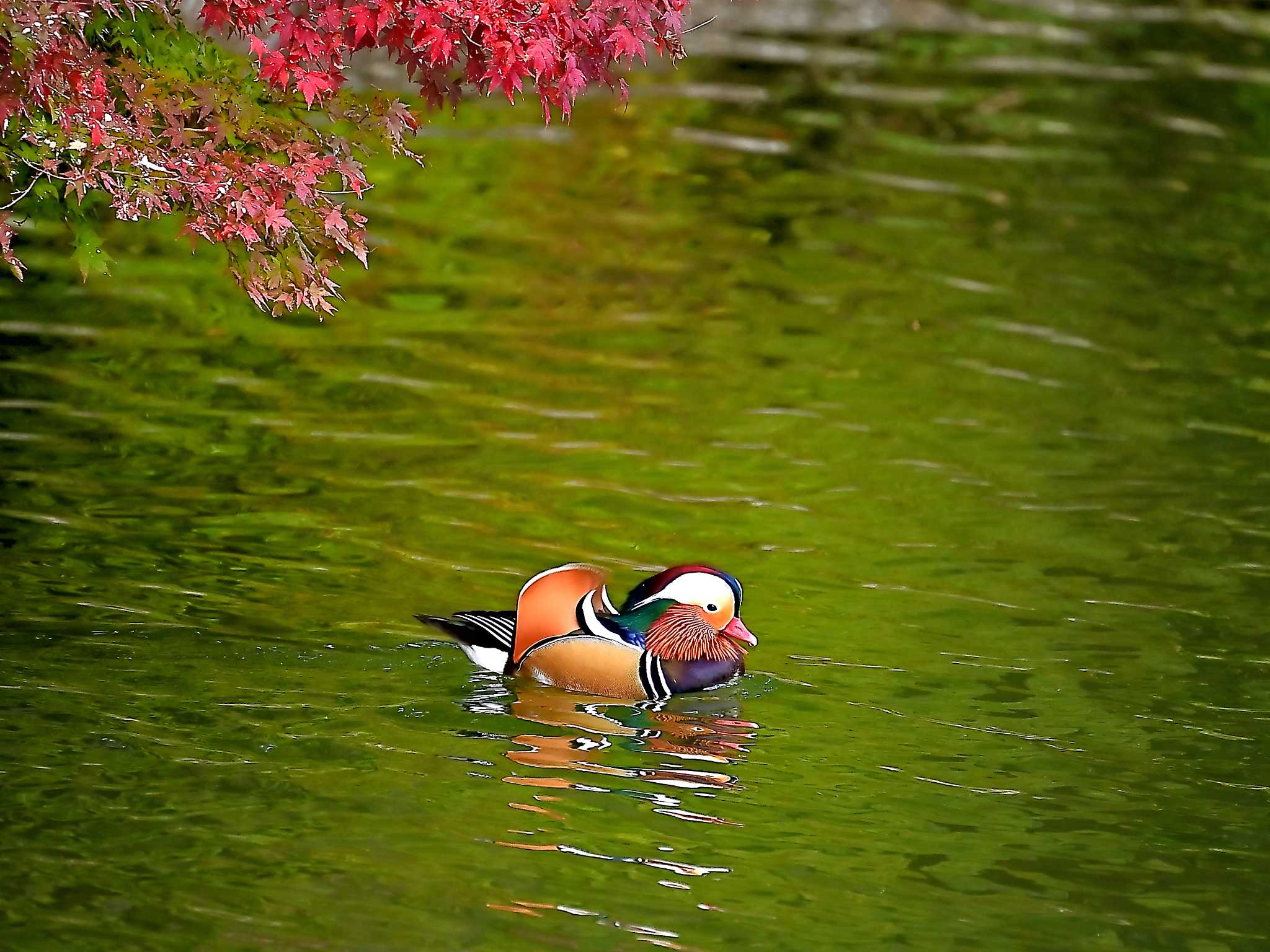 Photo of Mandarin Duck at 佐倉 by birds@hide3
