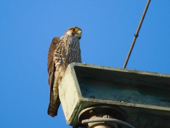 Sat, 2/6/2021 Birding report at 芝川第一調節池(芝川貯水池)