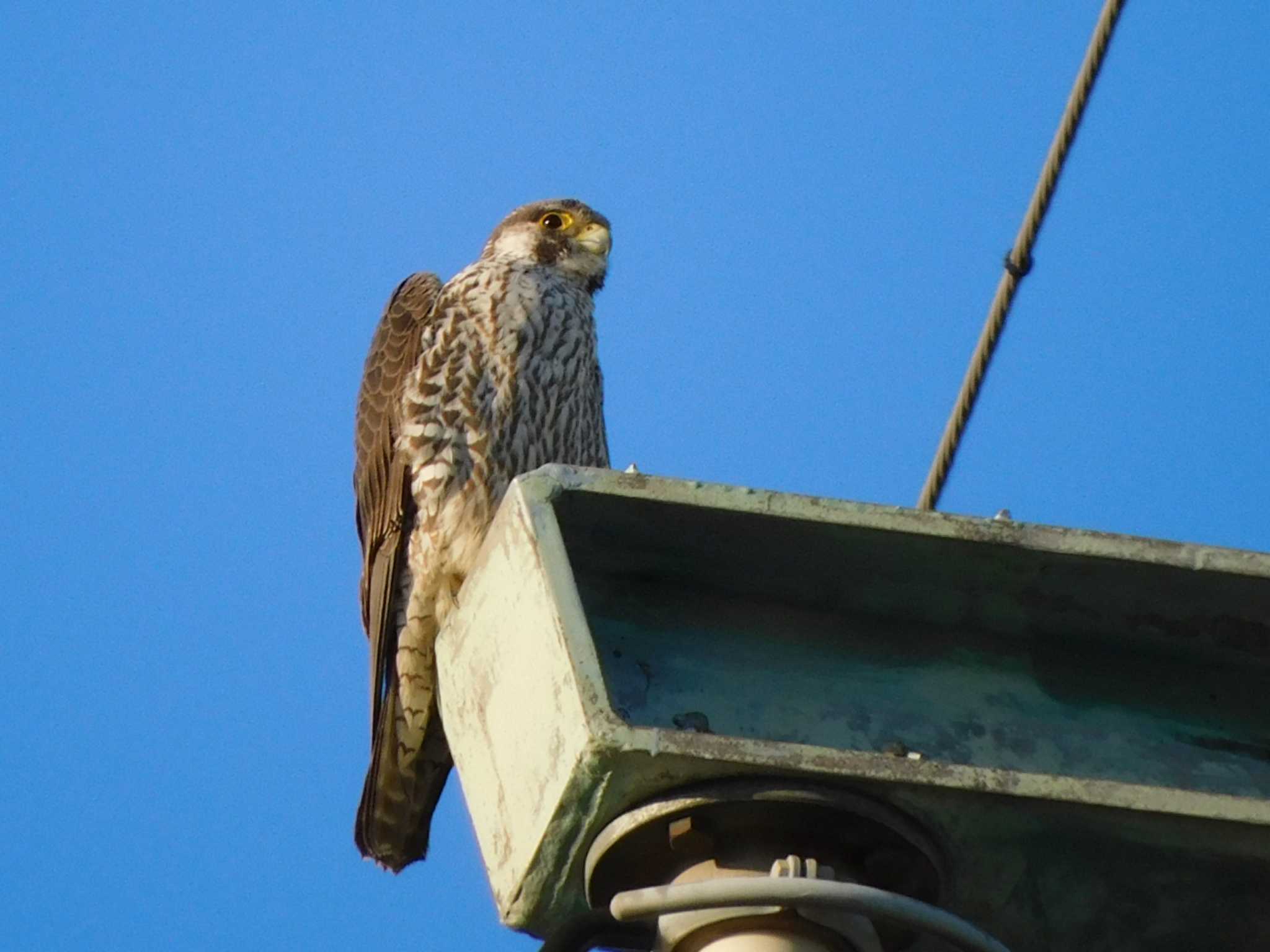 Peregrine Falcon