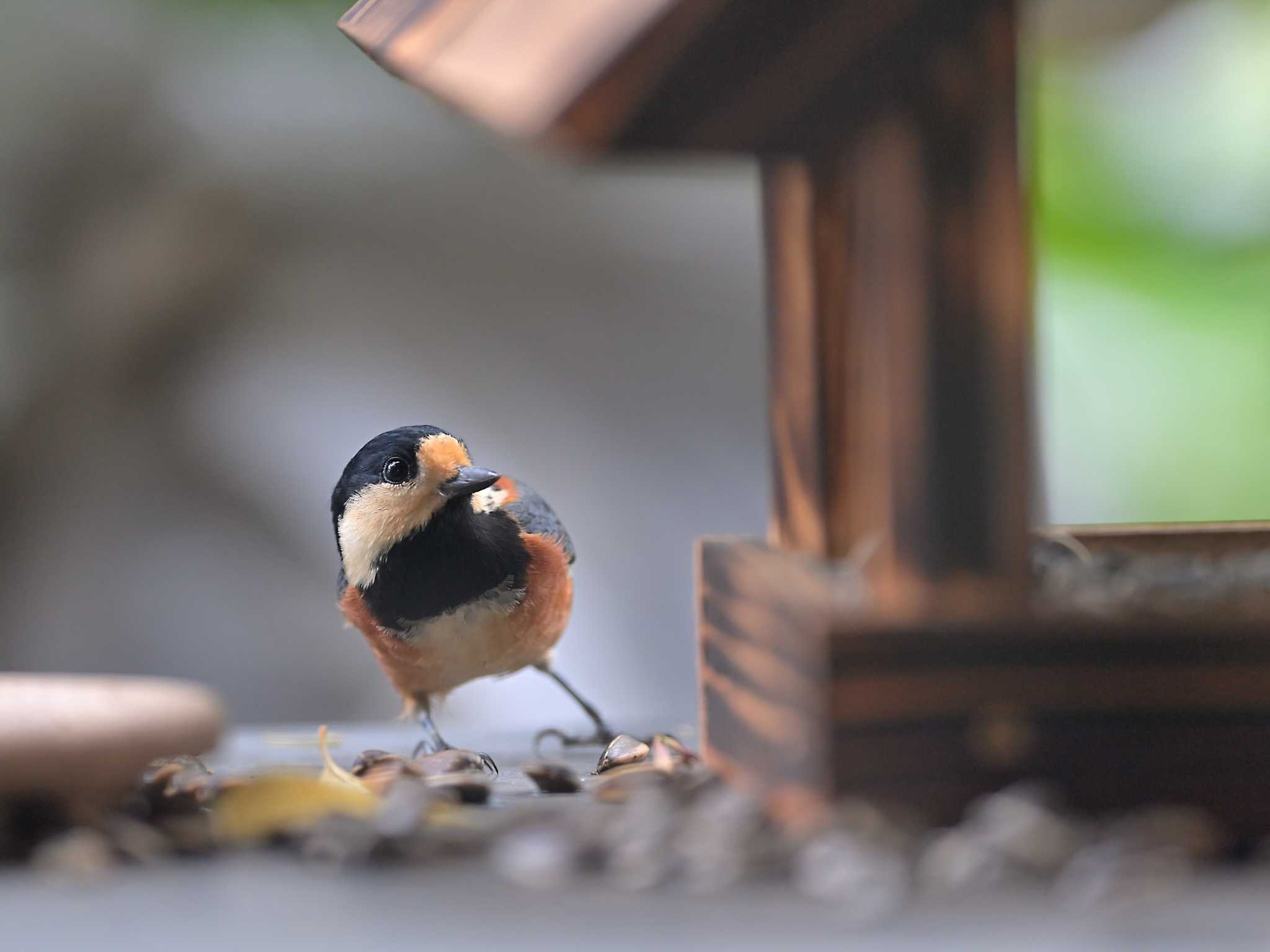 佐倉 ヤマガラの写真 by birds@hide3