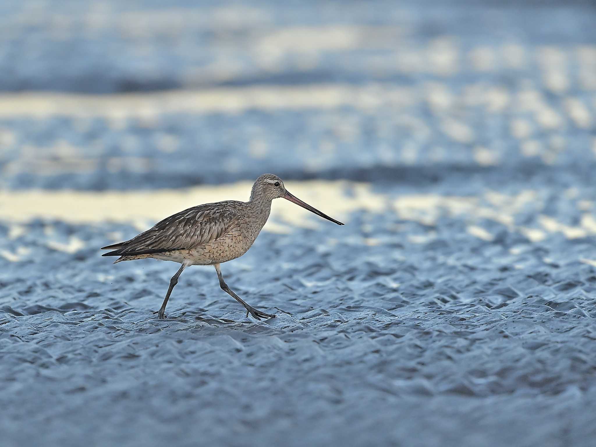 ふなばし三番瀬海浜公園 オオソリハシシギの写真 by birds@hide3