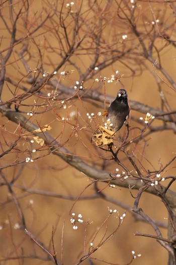 ムクドリ 大阪南港野鳥園 2016年12月24日(土)