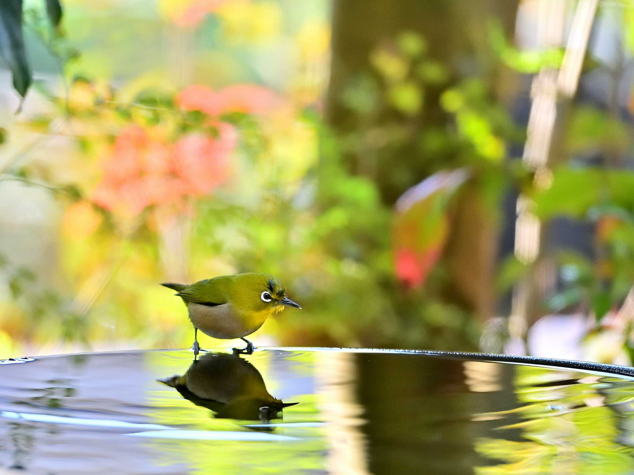 佐倉 メジロの写真 by birds@hide3