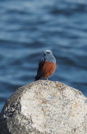 2021年2月6日(土) 京浜島の野鳥観察記録