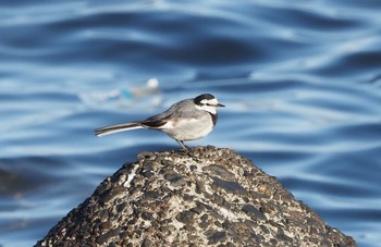 Wagtail 京浜島 Sat, 2/6/2021