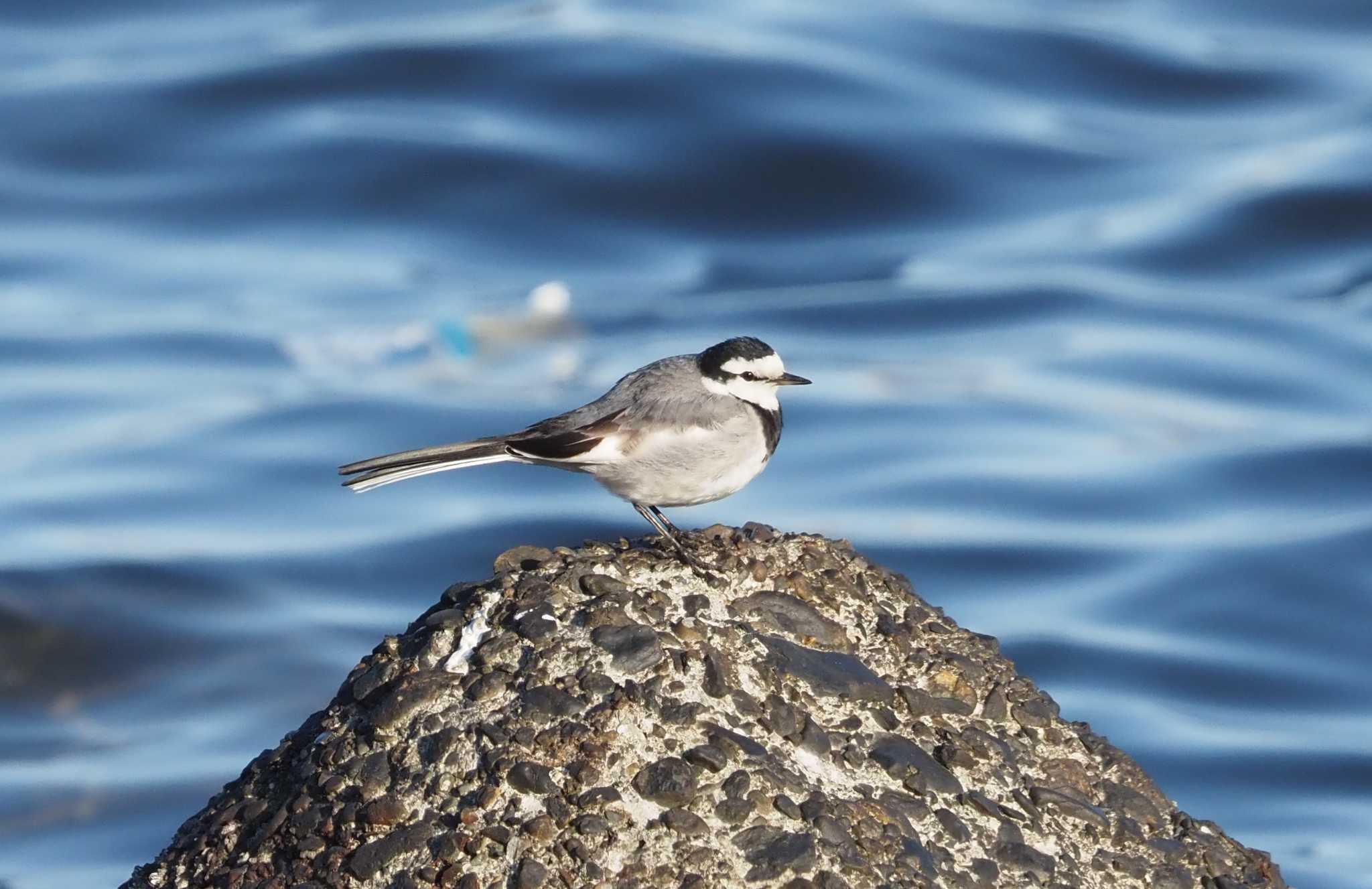 京浜島 セキレイの写真 by え～す