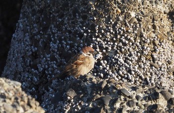 Eurasian Tree Sparrow 京浜島 Sat, 2/6/2021