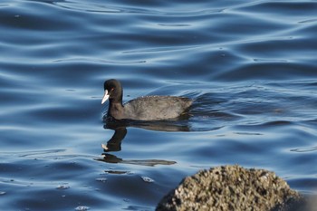 Eurasian Coot 京浜島 Sat, 2/6/2021