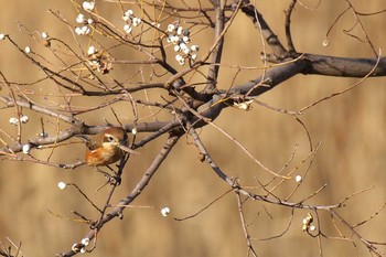 モズ 大阪南港野鳥園 2016年12月24日(土)