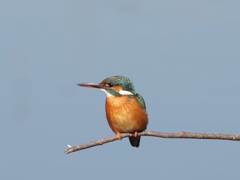 2021年2月6日(土) 四季の森公園(横浜市緑区)の野鳥観察記録