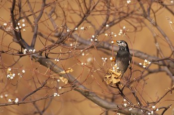 ムクドリ 大阪南港野鳥園 2016年12月24日(土)