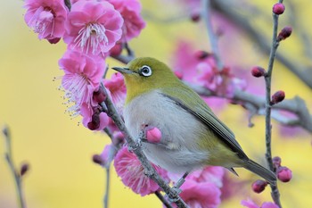 メジロ 栗林公園 2021年2月6日(土)