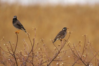 ムクドリ 大阪南港野鳥園 2016年12月24日(土)