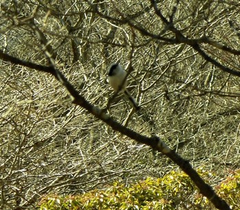 2021年2月6日(土) 箱根ビジターセンターの野鳥観察記録