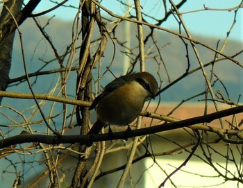 2021年2月6日(土) 裾野市の野鳥観察記録