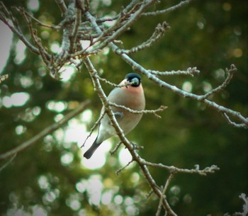 Eurasian Bullfinch 富士山資料館 Sat, 2/6/2021