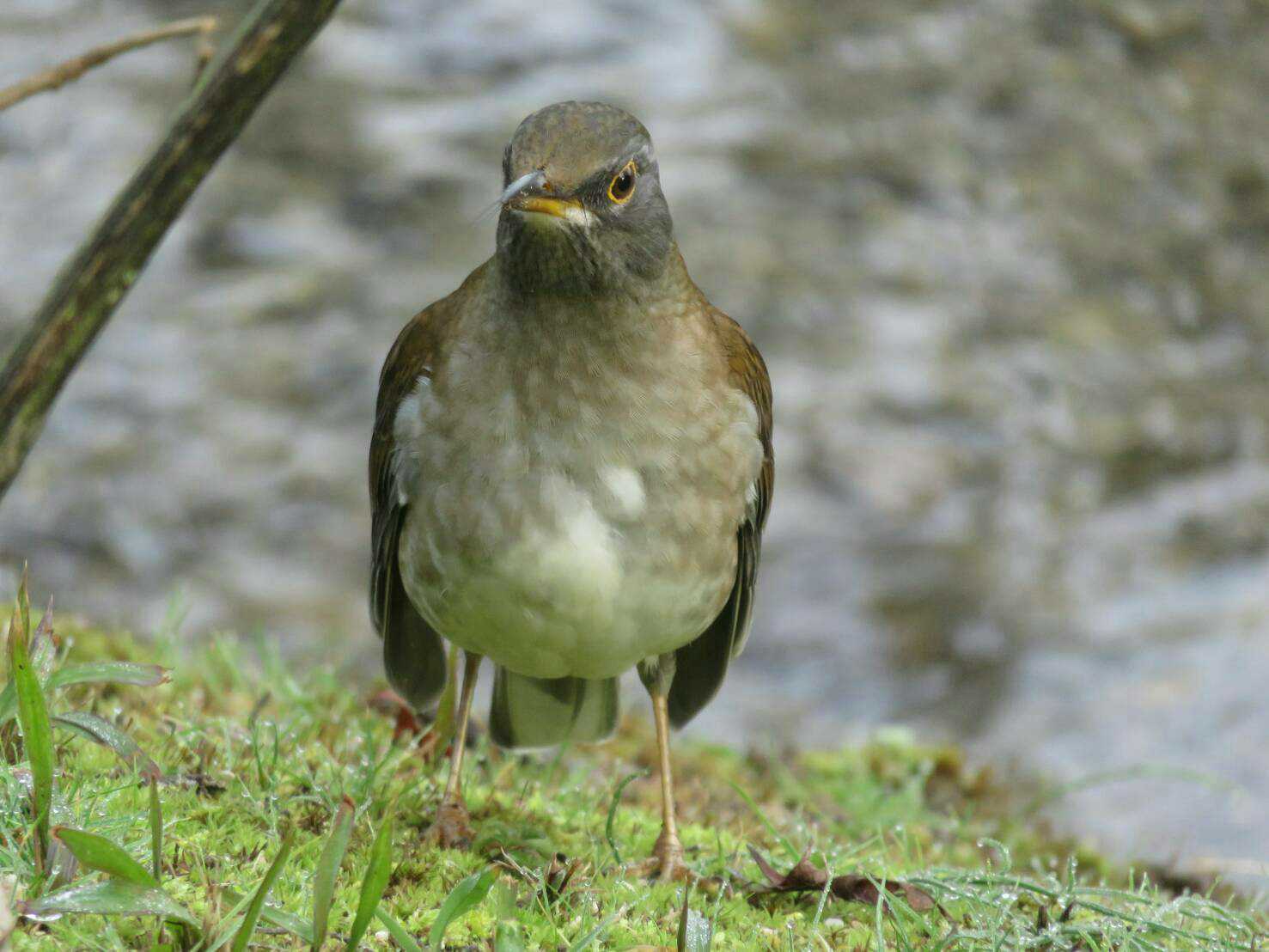 Photo of Pale Thrush at 岡山後楽園 by たけ