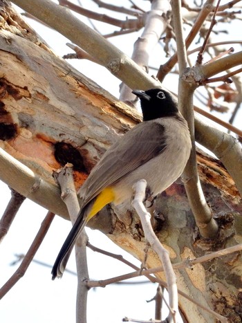 2021年2月2日(火) Tel Aviv, Israel の野鳥観察記録