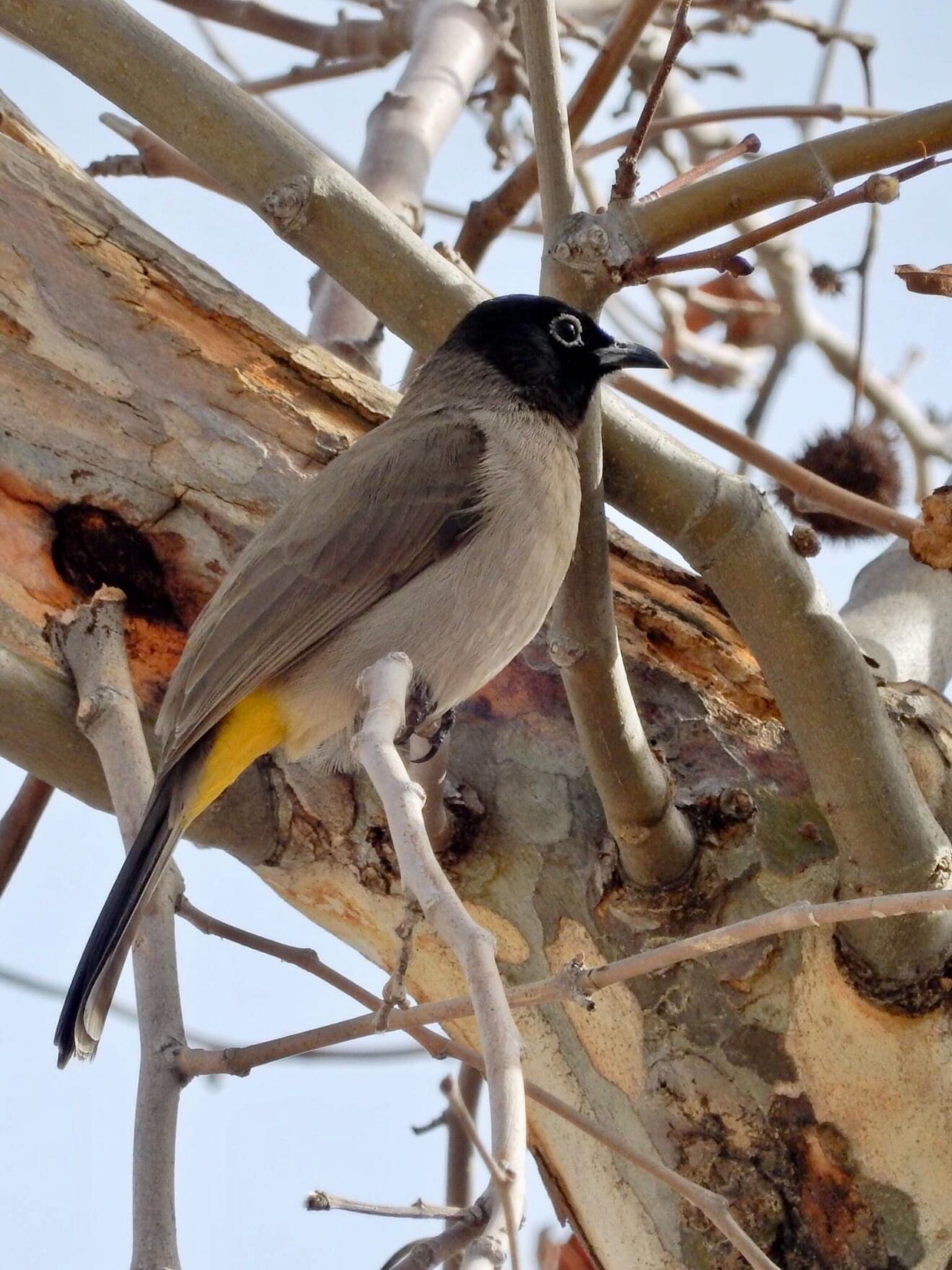 Photo of White-spectacled Bulbul at Tel Aviv, Israel  by tlvatsko83