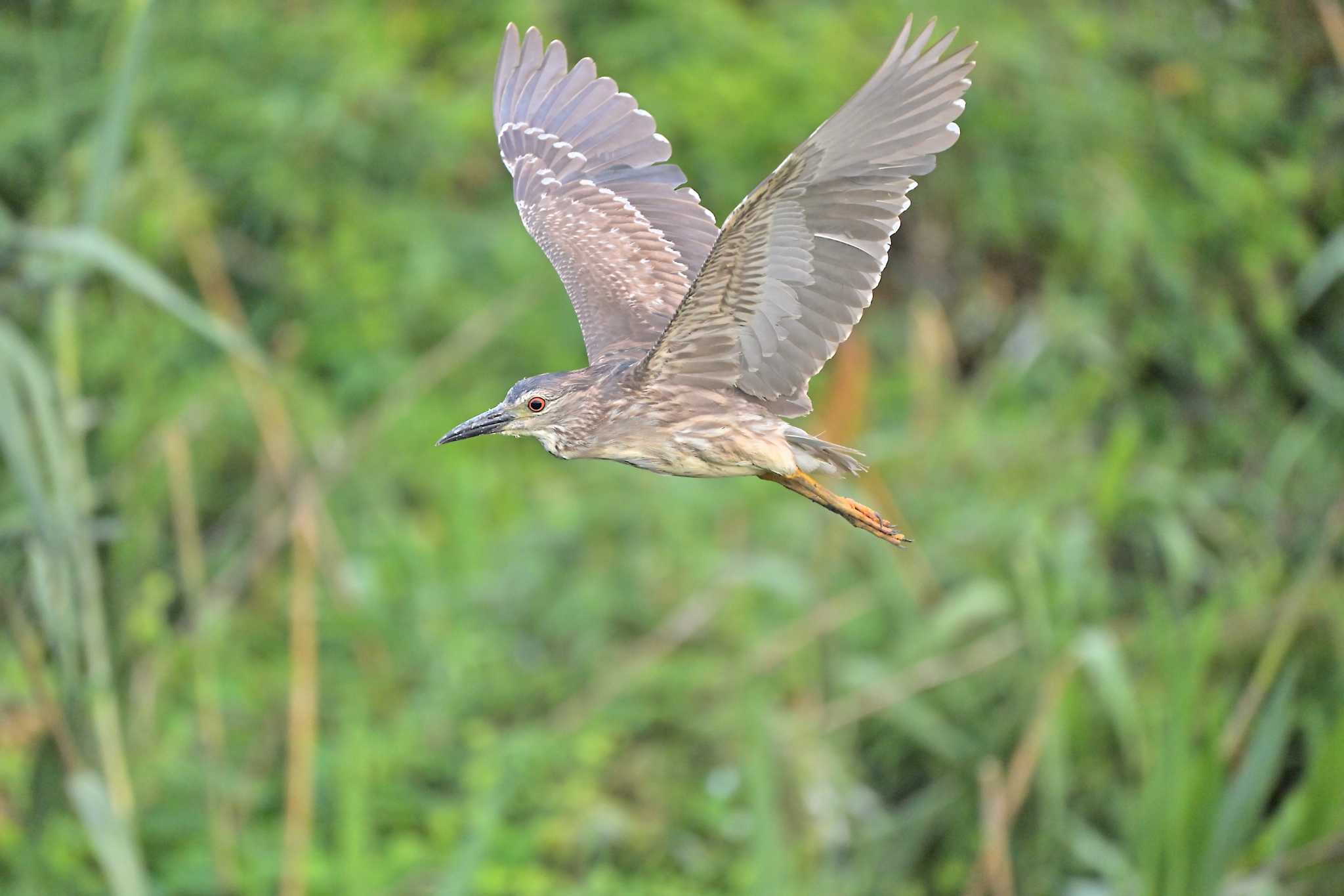 Photo of Black-crowned Night Heron at 土浦 by birds@hide3