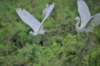 Little Egret 土浦 Sat, 8/15/2020