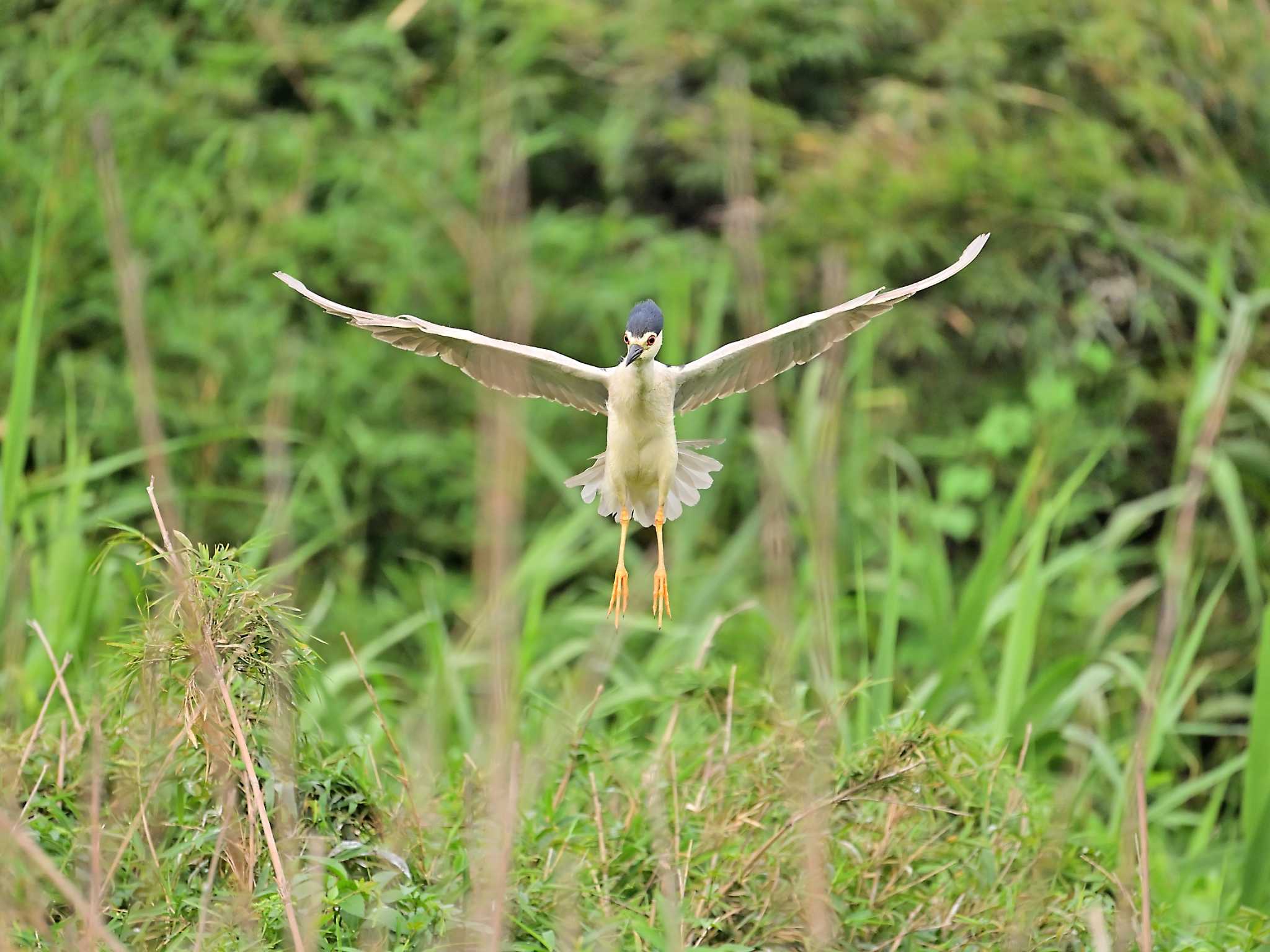 Photo of Black-crowned Night Heron at 土浦 by birds@hide3