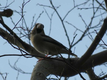 Hawfinch 岡山後楽園 Unknown Date