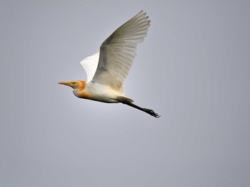 Eastern Cattle Egret 土浦 Sat, 8/15/2020