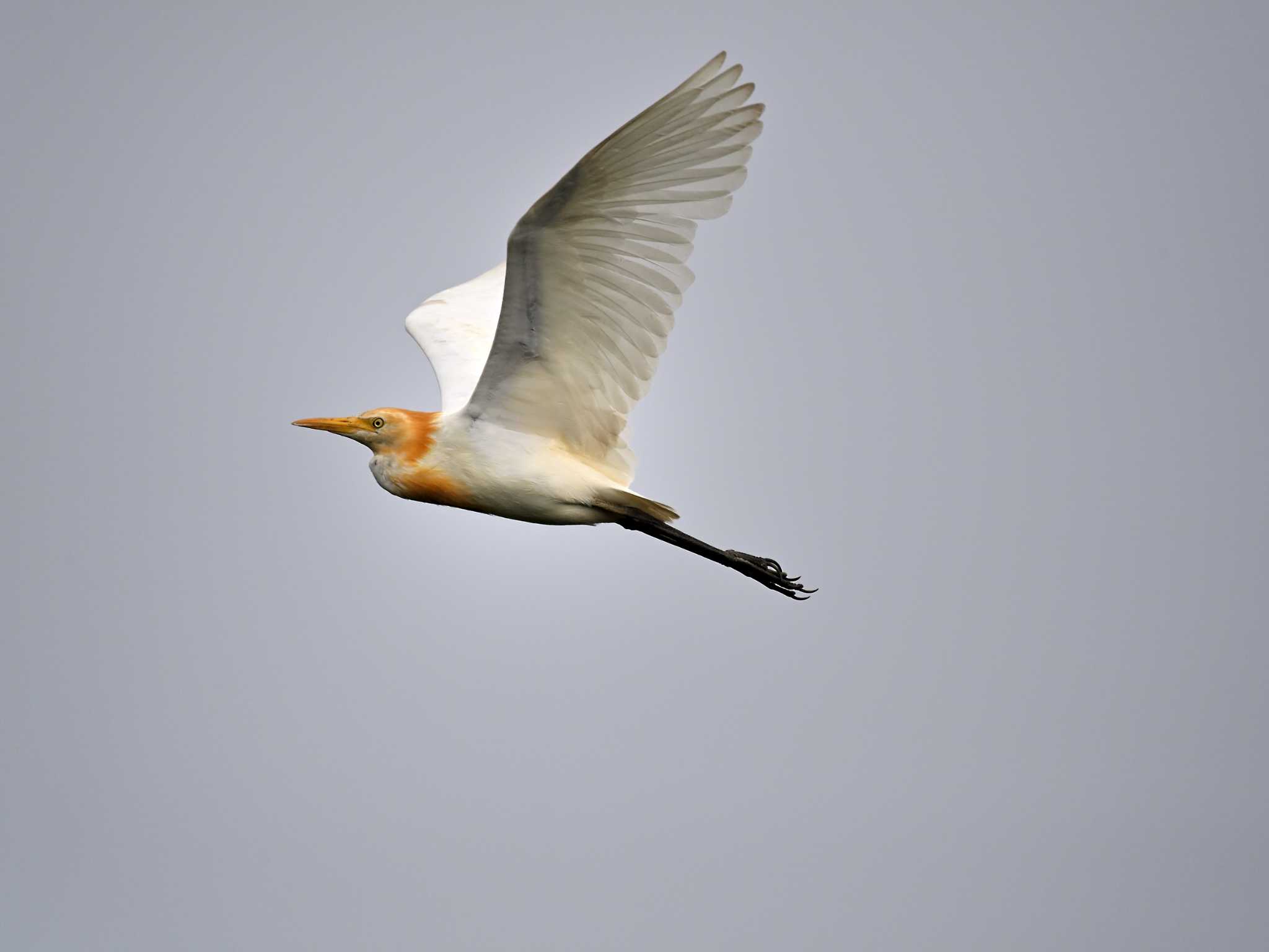 Photo of Eastern Cattle Egret at 土浦 by birds@hide3