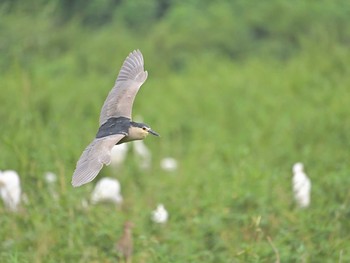 Black-crowned Night Heron 土浦 Sat, 8/15/2020